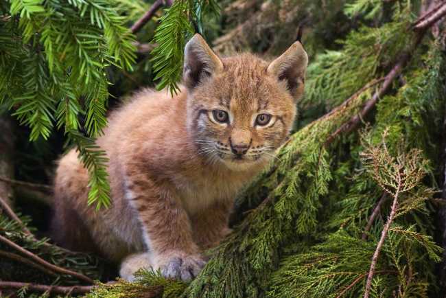 1280px Lynx kitten