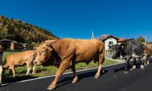 Bianco Latte 2017 84