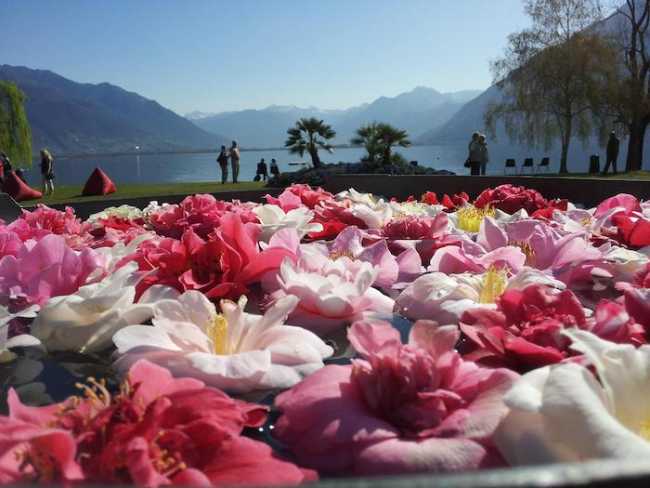 Camelie Locarno ph. Ente Turistico Lago Maggiore 1