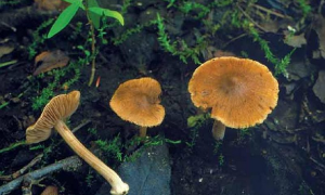 Schermata 2018 01 16 alle 19.58.05