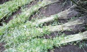 Schermata 2018 05 17 alle 16.11.25