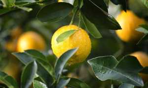 agriculture 1846358 640