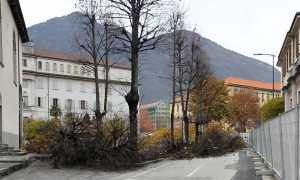 alberi madonna neve