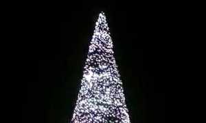albero arona 2019