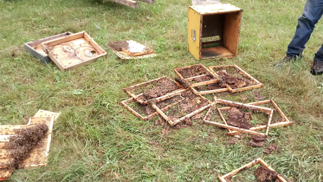 arnie orso mergozzo giugno 20