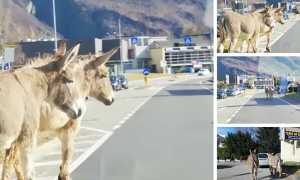 asini fuga nosere mix mar 20