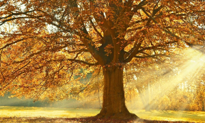 autunno sole pianta prato