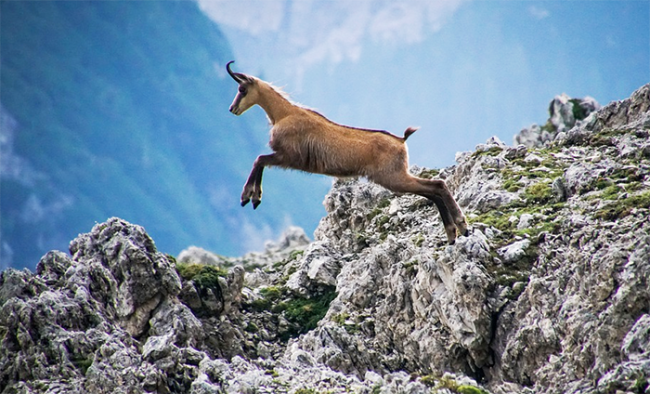 camoscio salto
