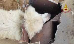 cane incastrato