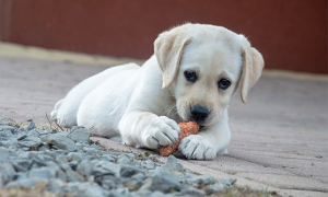 cane ossola bianco