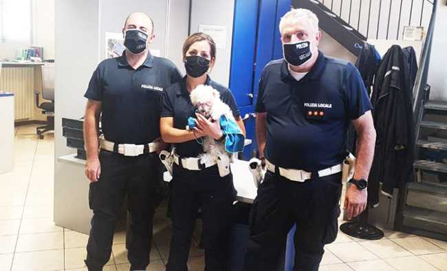 cane salvo a stresa