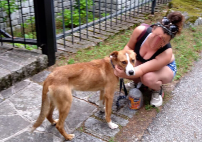 cane trovato antrona