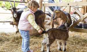 capretto caccia uova santa maria maggiore