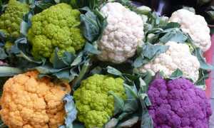 cavolfiore