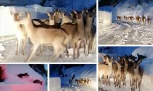 cervi devero neve