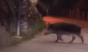 cinghiale brissago