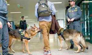 cinofila antidroga cani finanza