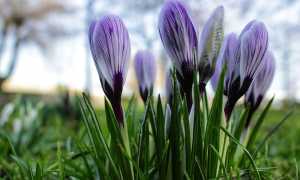 crocus 4008067 960 720