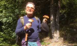 disperso funghi vigezzo