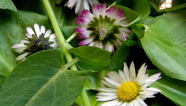 erbe firi ossola tantardini cinefoto