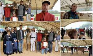 fiera vacche vacca crodo 23