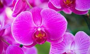 fiore di orchidea rosa phalaenopsis 1373 557