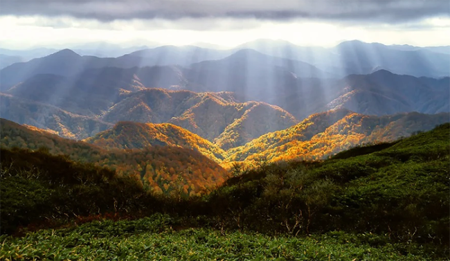 foresta alba vista