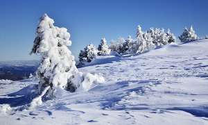 freddo neve ghiaccio albero panorama