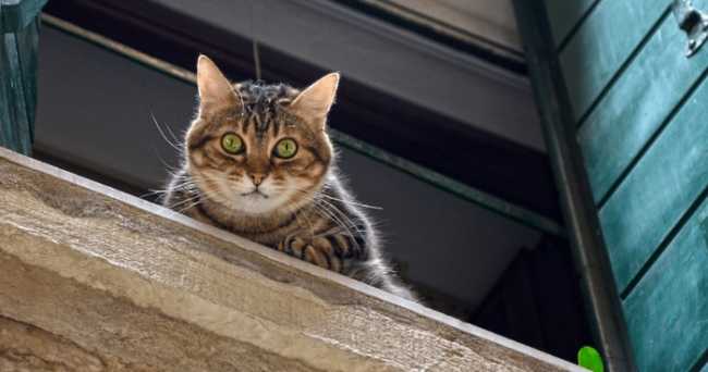 gatto bal