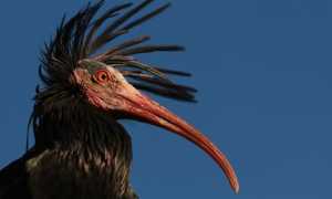 ibis eremita