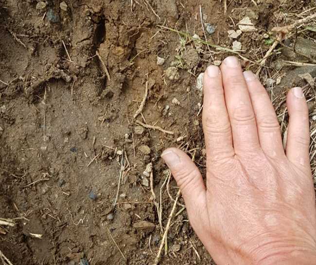 impronta orso mano