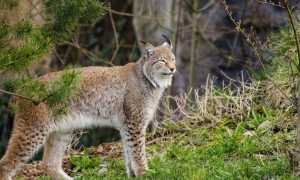 lince
