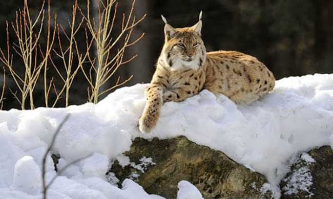 lince