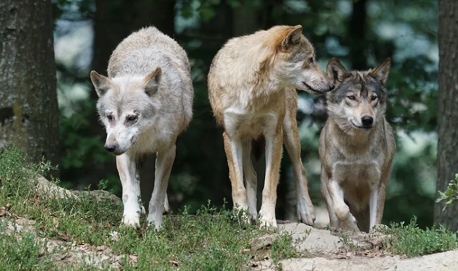 lupi alberi tre testa