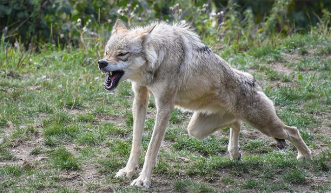 lupo cattivo aggressione