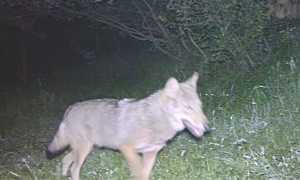 lupo mottarone