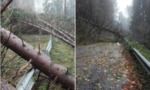 lusentino strada alberi caduti 18