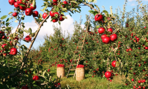 mele albero raccolta
