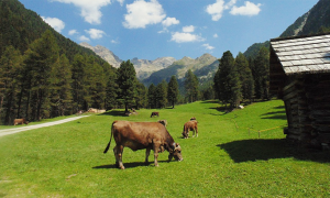 montagna mucca prato baita