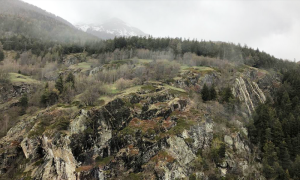 montagna nebbia pineta