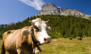 mucca monte leone veglia parco devero