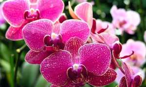 orchidee