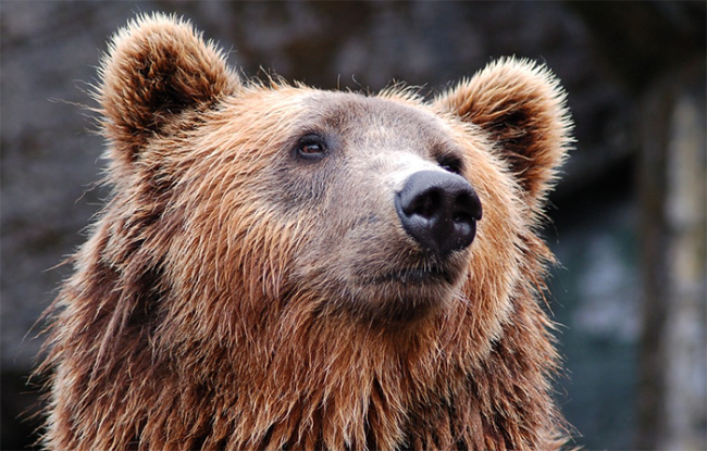 orso muso