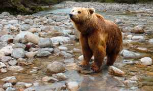orso torrente