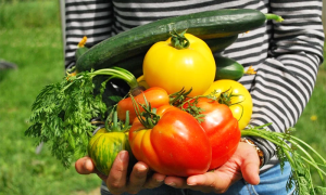 orto vegetali mani