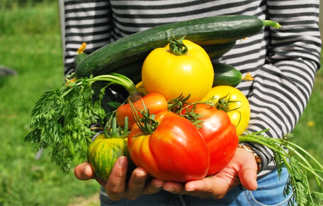 orto vegetali mani
