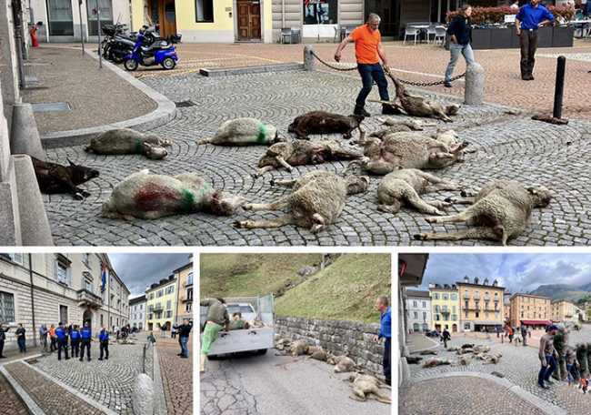 pecore lupi proteste svizzera