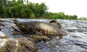 pesce fiume sasso bocca