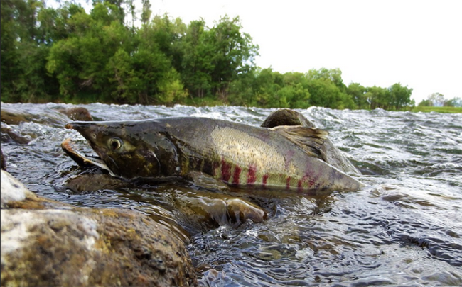 pesce fiume sasso bocca