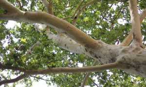 platanus acerifolia